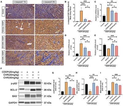 Corrigendum: Chrysophanol Relieves Cisplatin-Induced Nephrotoxicity via Concomitant Inhibition of Oxidative Stress, Apoptosis, and Inflammation